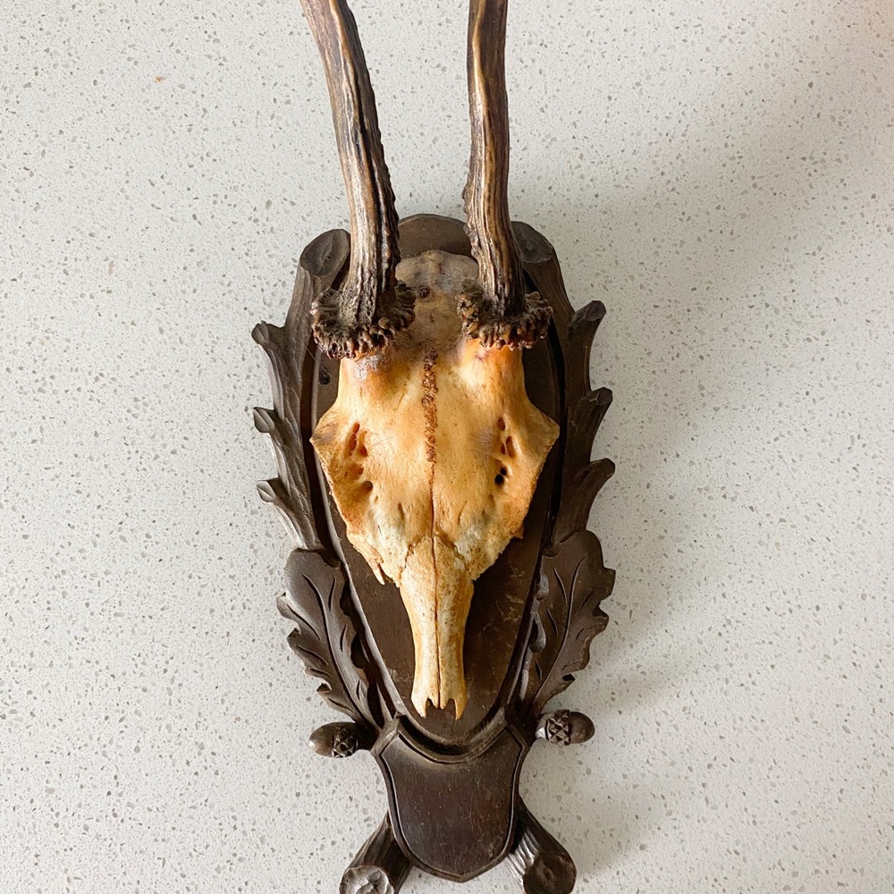 Antique Deer skull on a plaque